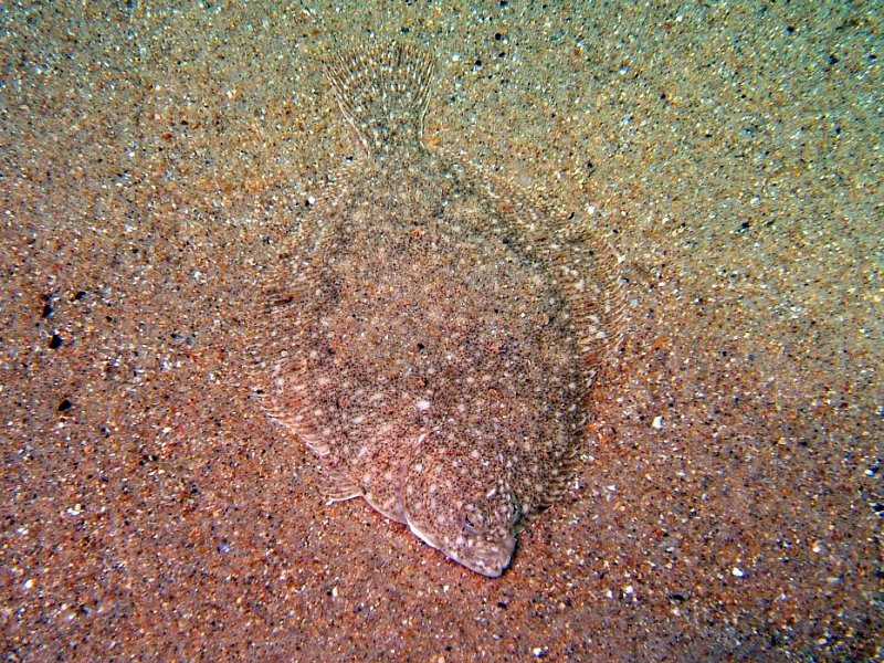 Flatfish Friday